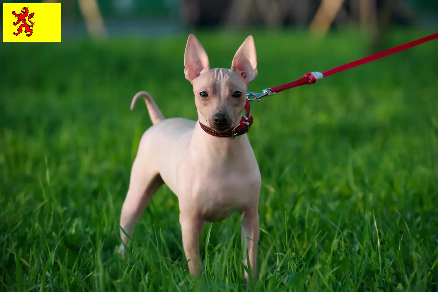 American Hairless Terrier puppies and breeders South Holland Find American Hairless Terrier breeders in South Holland.
