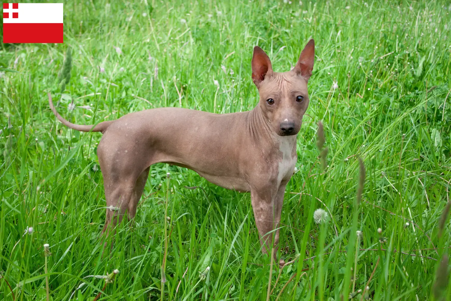 American Hairless Terrier puppies and breeders Utrecht Find American Hairless Terrier breeders in Utrecht here.