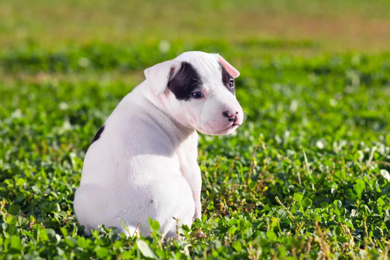 Buying an American Staffordshire Terrier puppy means taking responsibility! Buy American Staffordshire Terrier puppies.