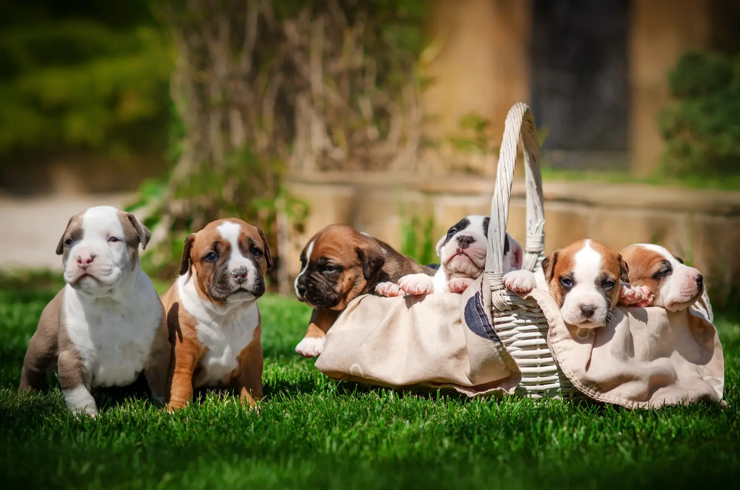 Buying an American Staffordshire Terrier puppy means taking responsibility! Buy American Staffordshire Terrier puppies.