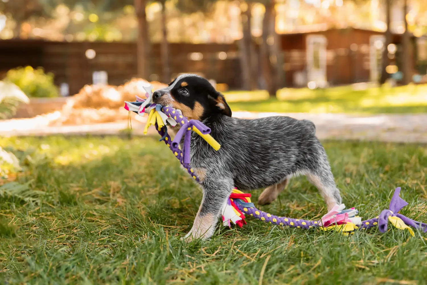 Buying an Australian Cattle Dog puppy means taking responsibility! Buy Australian Cattle Dog puppies.