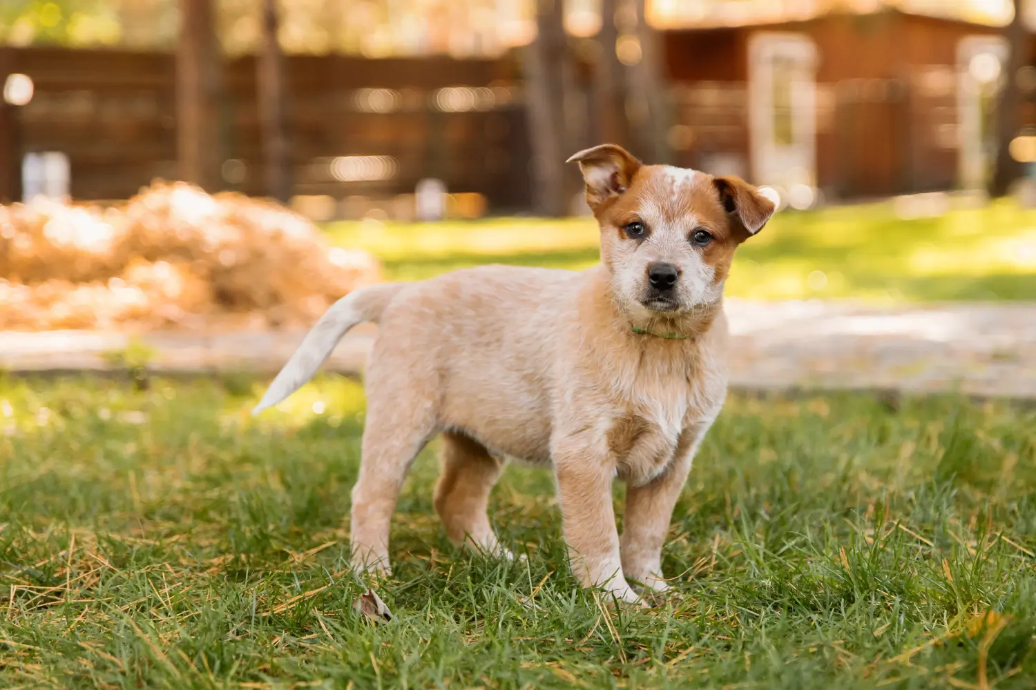 Buying an Australian Cattle Dog puppy means taking responsibility! Buy Australian Cattle Dog puppies.
