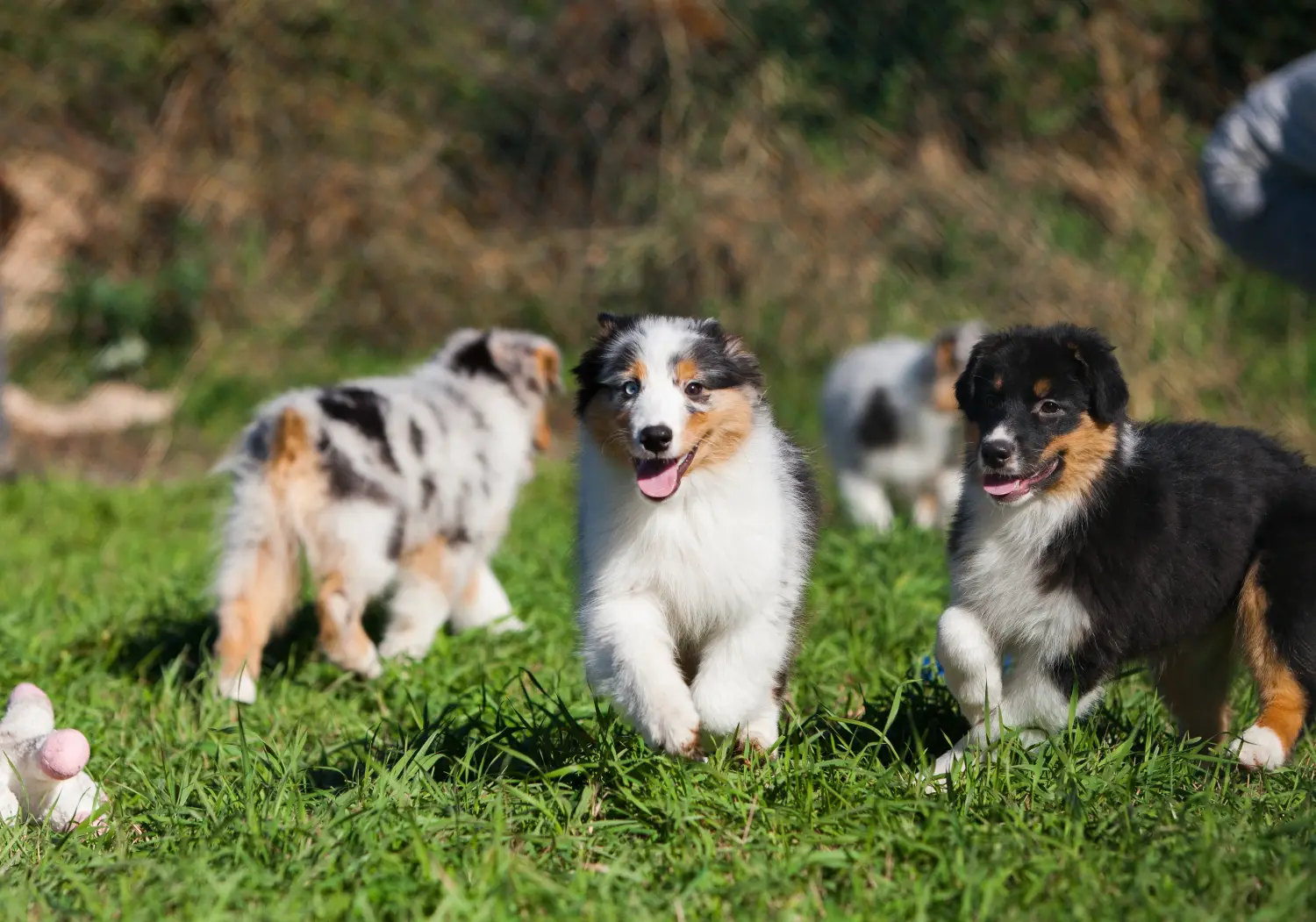 Buying an Australian Shepherd puppy means taking responsibility! Buy Australian Shepherd puppies.