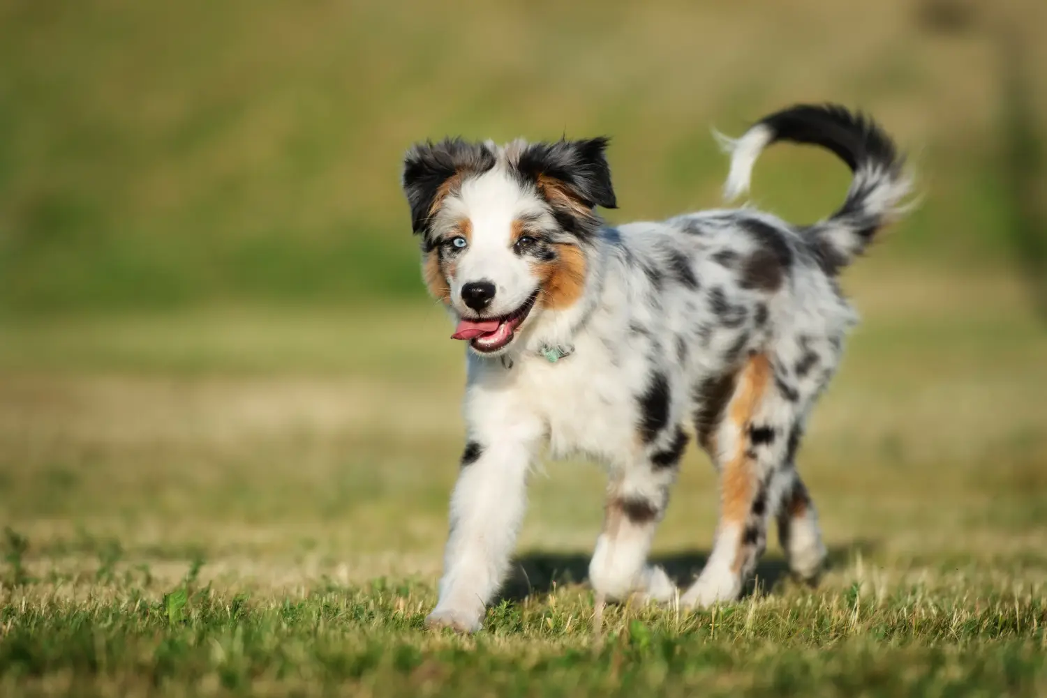 Buying an Australian Shepherd puppy means taking responsibility! Buy Australian Shepherd puppies.