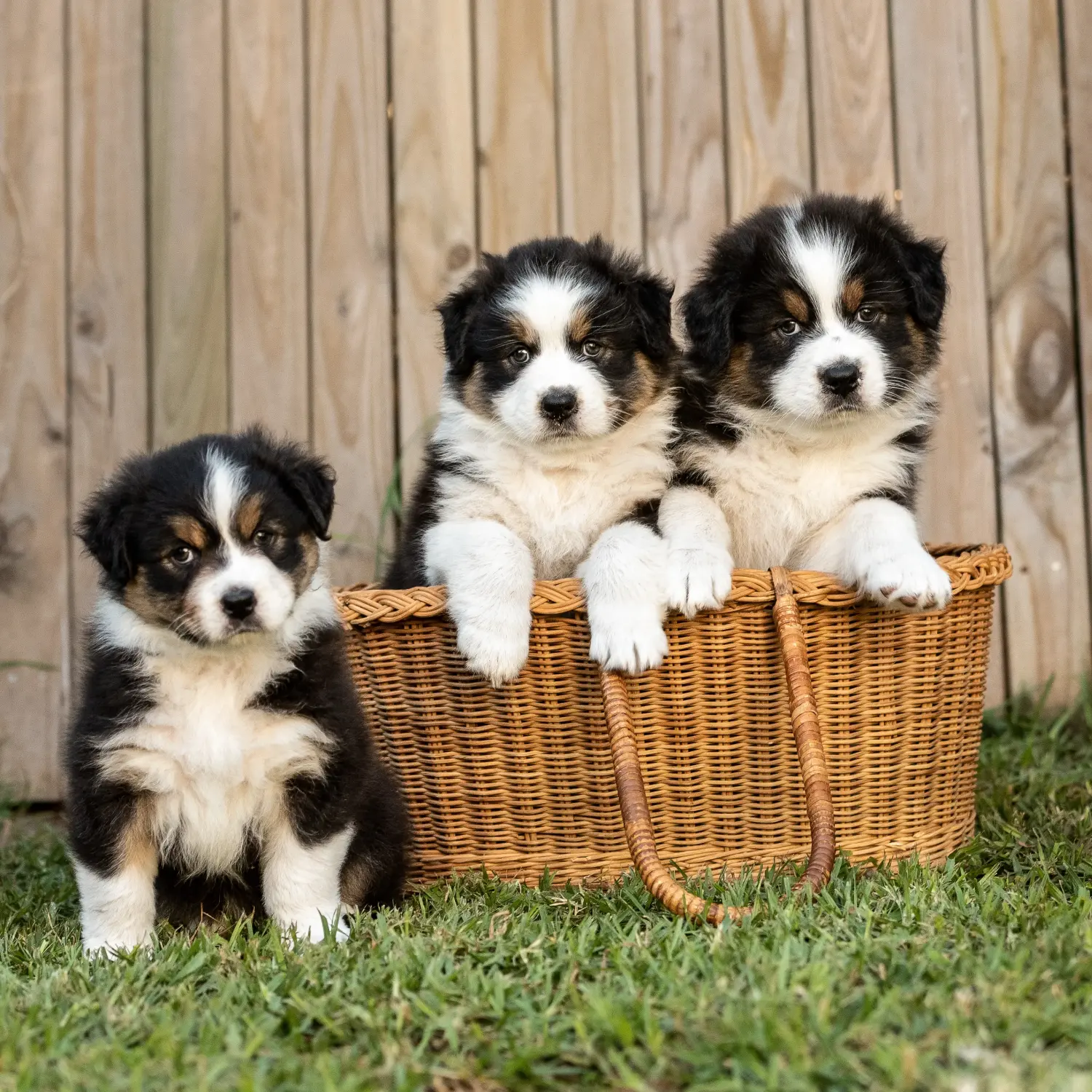 Buying an Australian Shepherd puppy means taking responsibility! Buy Australian Shepherd puppies.