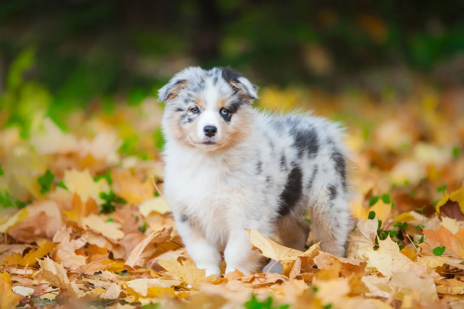 Buying an Australian Shepherd puppy means taking responsibility! Buy Australian Shepherd puppies.