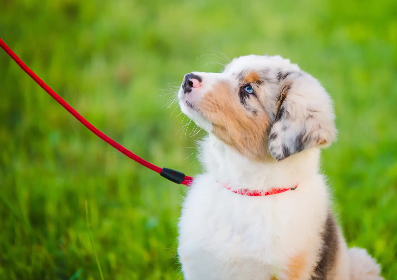 Buying an Australian Shepherd puppy means taking responsibility! Buy Australian Shepherd puppies.
