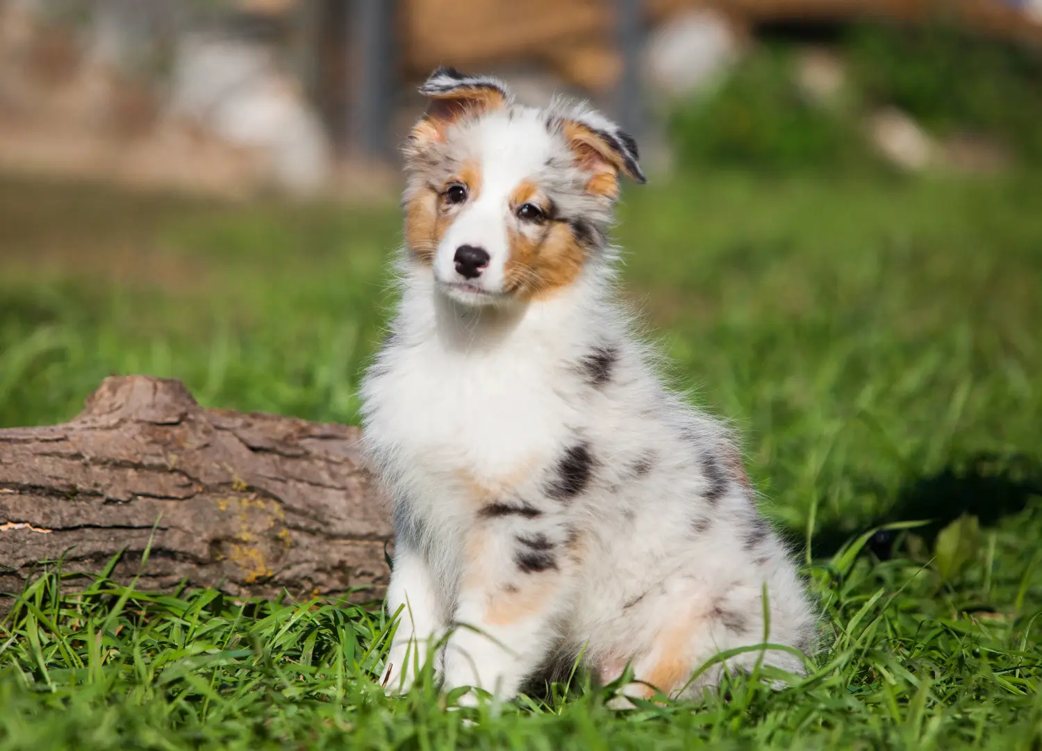 Buying an Australian Shepherd puppy means taking responsibility! Buy Australian Shepherd puppies.