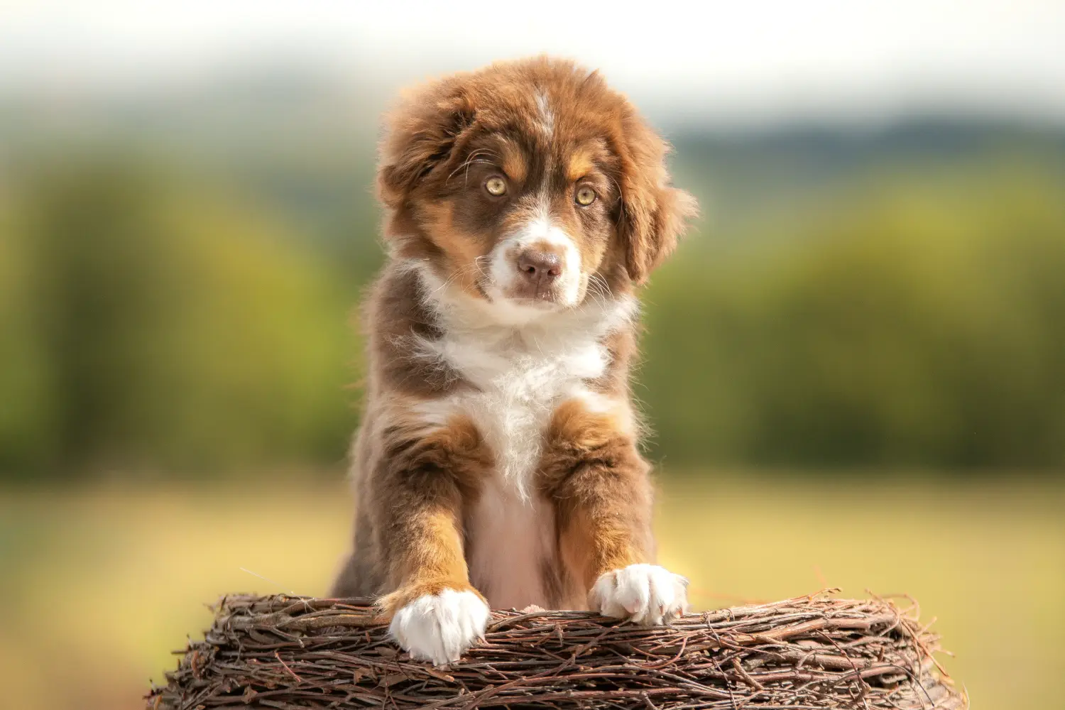 Buying an Australian Shepherd puppy means taking responsibility! Buy Australian Shepherd puppies.