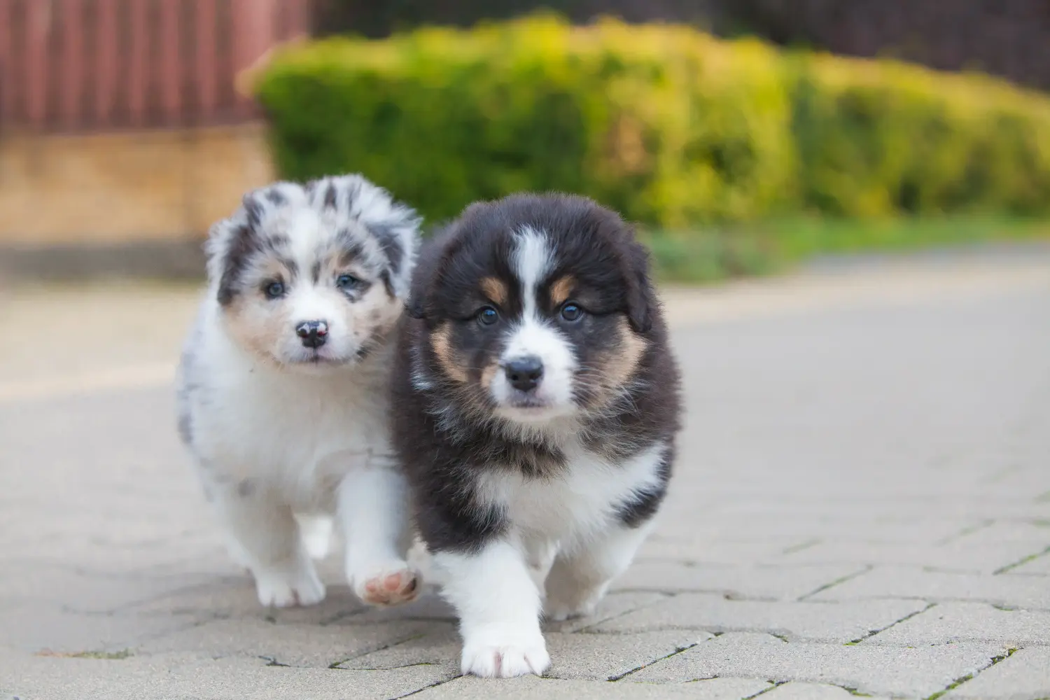 Buying an Australian Shepherd puppy means taking responsibility! Buy Australian Shepherd puppies.
