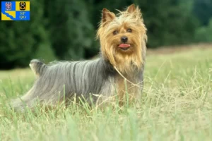 Read more about the article Australian Silky Terrier breeder and puppies in Olomouc