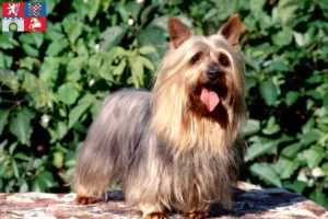 Read more about the article Australian Silky Terrier breeders and puppies in Pardubice