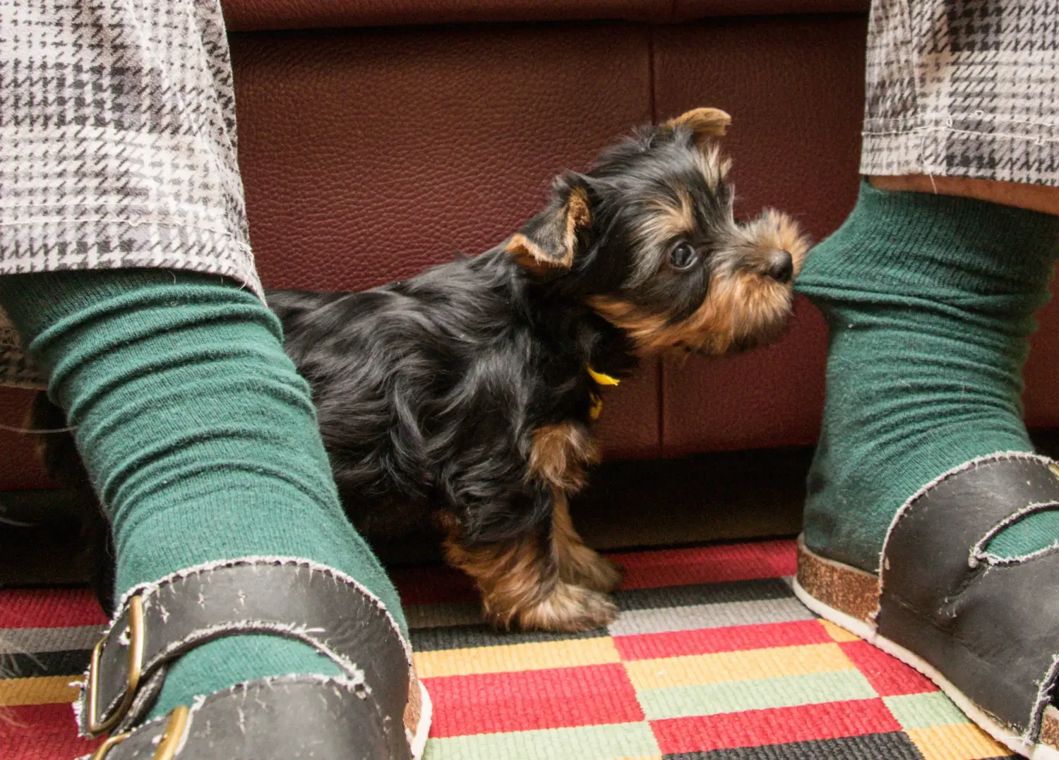 Buying an Australian Silky Terrier puppy means taking responsibility! Buy Australian Silky Terrier puppies.