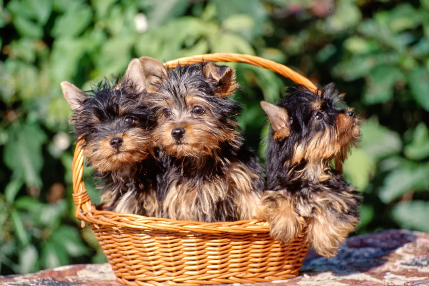 Buying an Australian Silky Terrier puppy means taking responsibility! Buy Australian Silky Terrier puppies.
