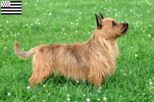 Read more about the article Australian Terrier breeders and puppies in Brittany