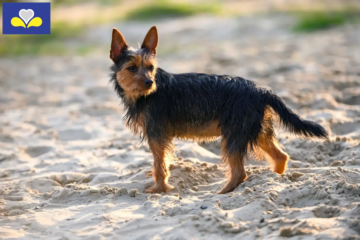 Australian Terrier puppies and breeders Brussels-Capital Region Find Australian Terrier breeders in Brussels-Capital Region.