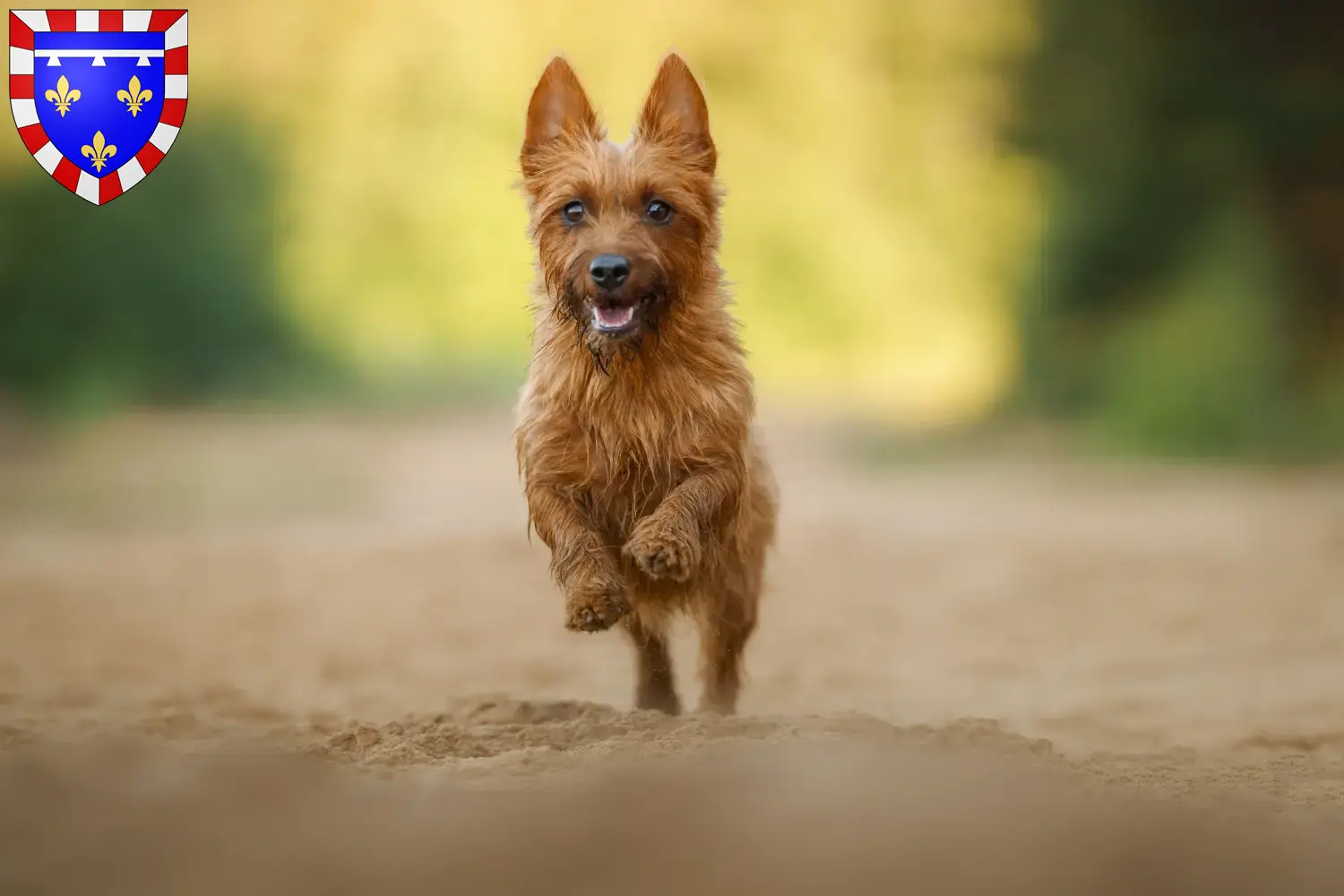 Australian Terrier puppies and breeders Centre-Val de Loire Find Australian Terrier breeders in Centre-Val de Loire here.
