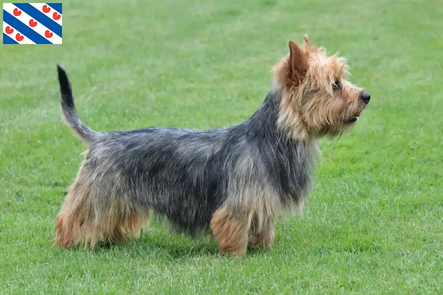 Read more about the article Australian Terrier breeders and puppies in Friesland