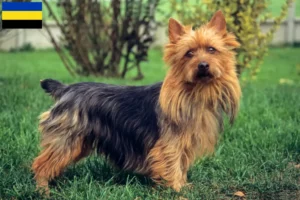 Read more about the article Australian Terrier breeders and puppies in Gelderland