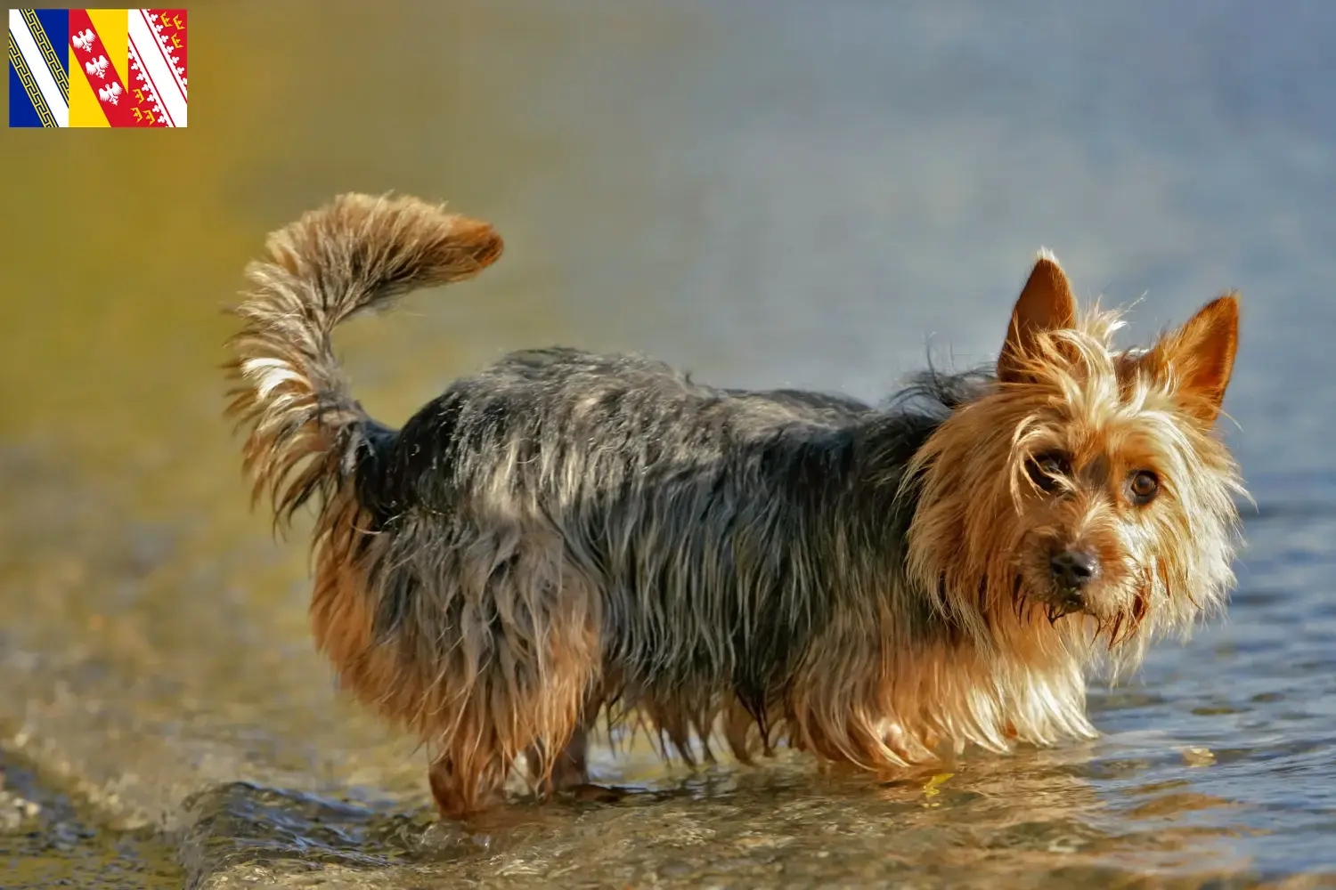 Australian Terrier puppies and breeder Grand Est Find Australian Terrier breeders in Grand Est here.