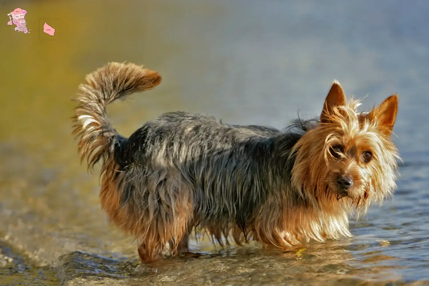 Read more about the article Australian Terrier breeders and puppies in Hovedstaden