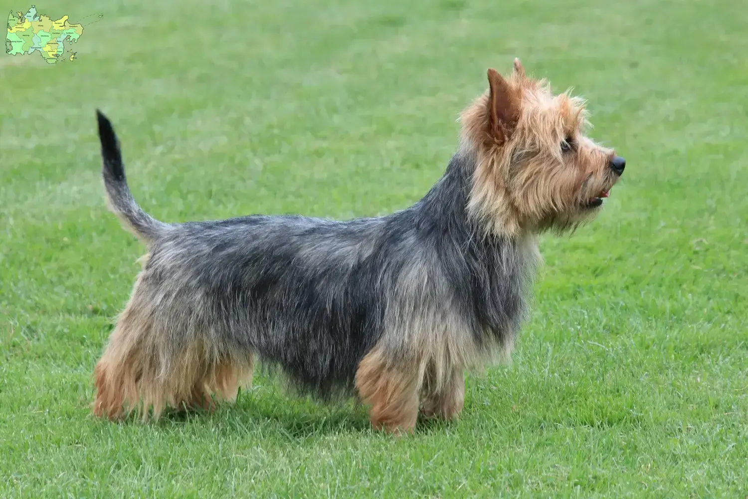 Australian Terrier puppies and breeders Midtjylland Find Australian Terrier breeders in Midtjylland here.