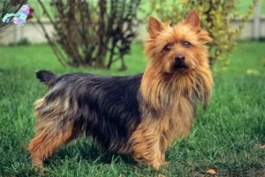 Read more about the article Australian Terrier breeders and puppies in Nordjylland