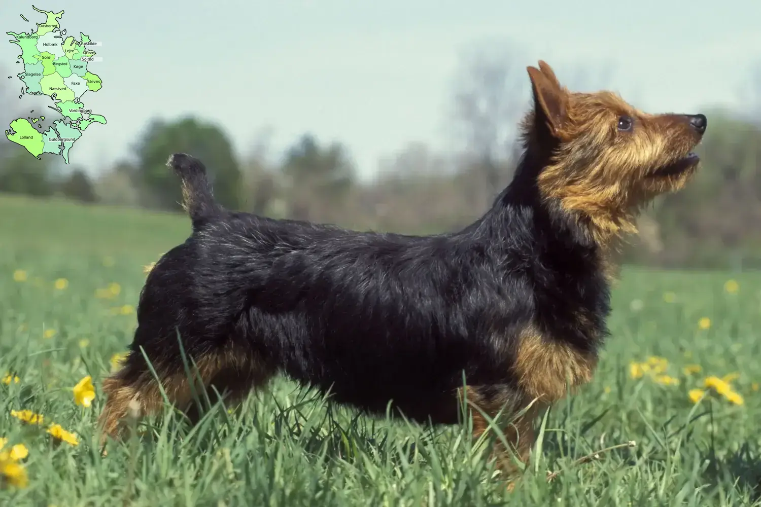 Read more about the article Australian Terrier breeders and puppies in Sjælland