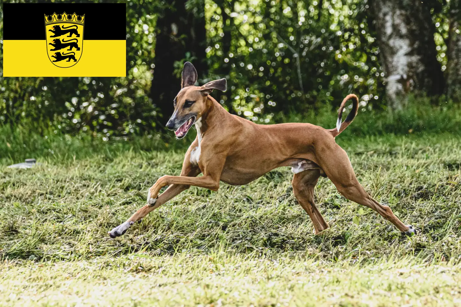 Azawakh puppies and breeders Baden-Württemberg Here you can find Azawakh breeders in Baden-Württemberg.
