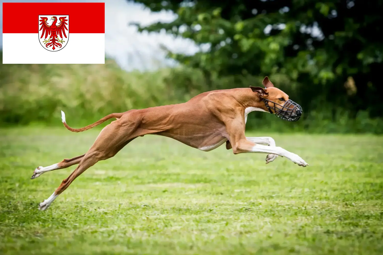 Azawakh puppies and breeders Brandenburg Here you can find Azawakh breeders in Brandenburg.