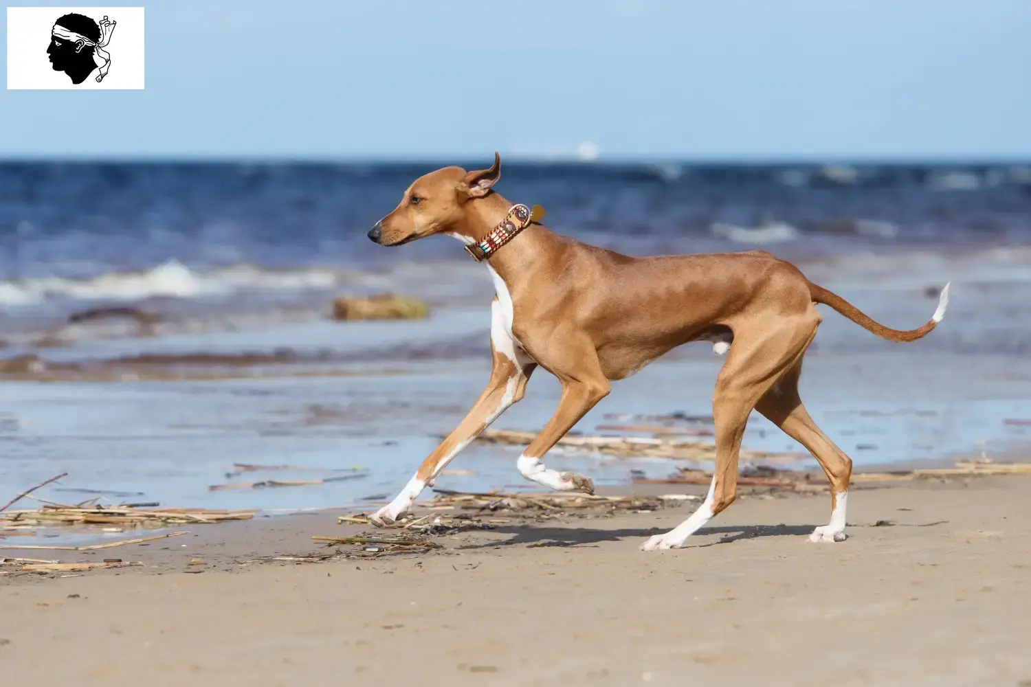 Azawakh puppies and breeders Corsica Here you can find Azawakh breeders in Corsica.
