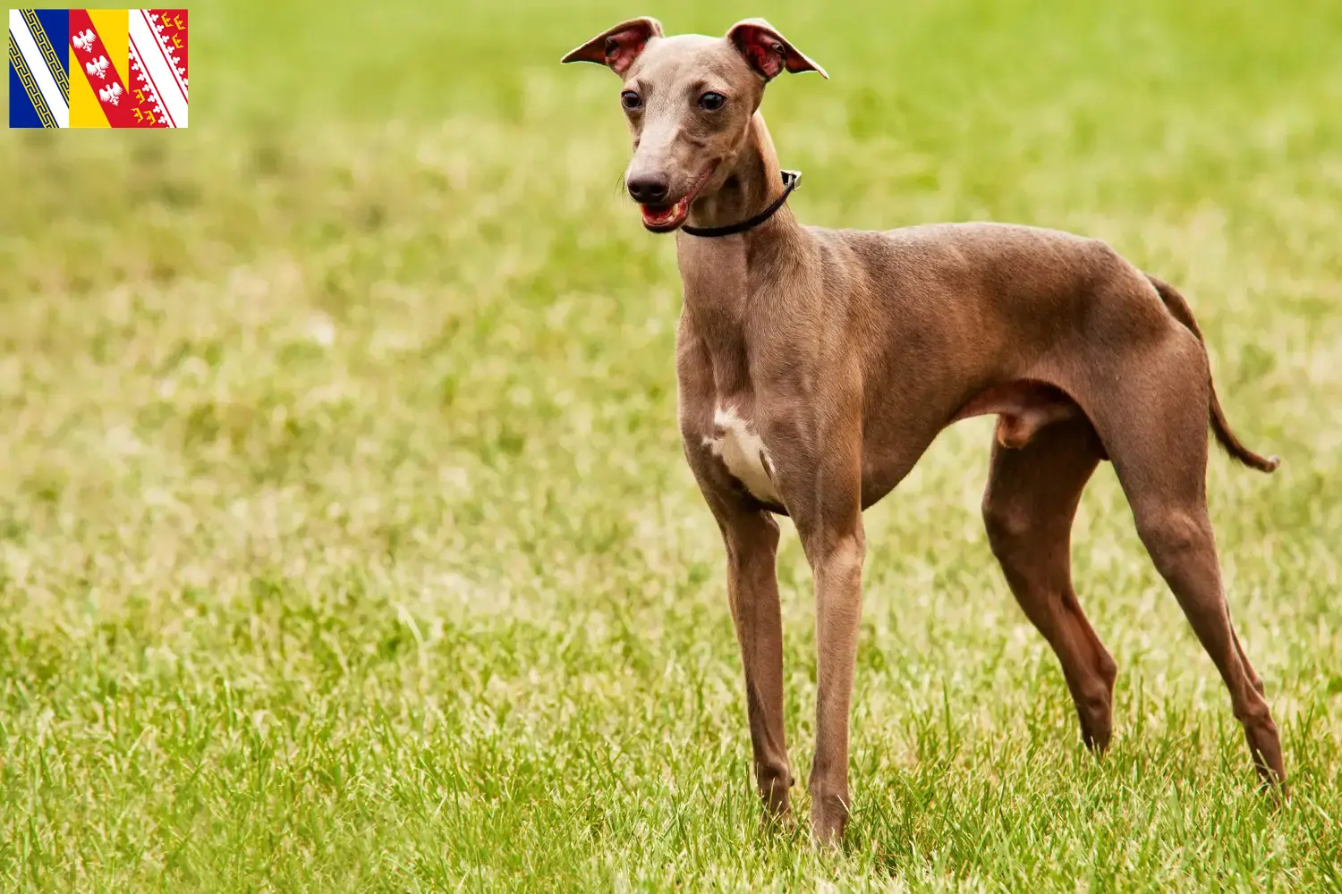Azawakh puppies and breeder Grand Est Here you can find Azawakh breeders in Grand Est.