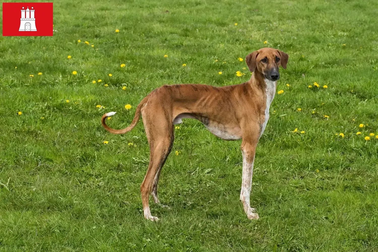 Azawakh puppies and breeders Hamburg Here you can find Azawakh breeders in Hamburg.