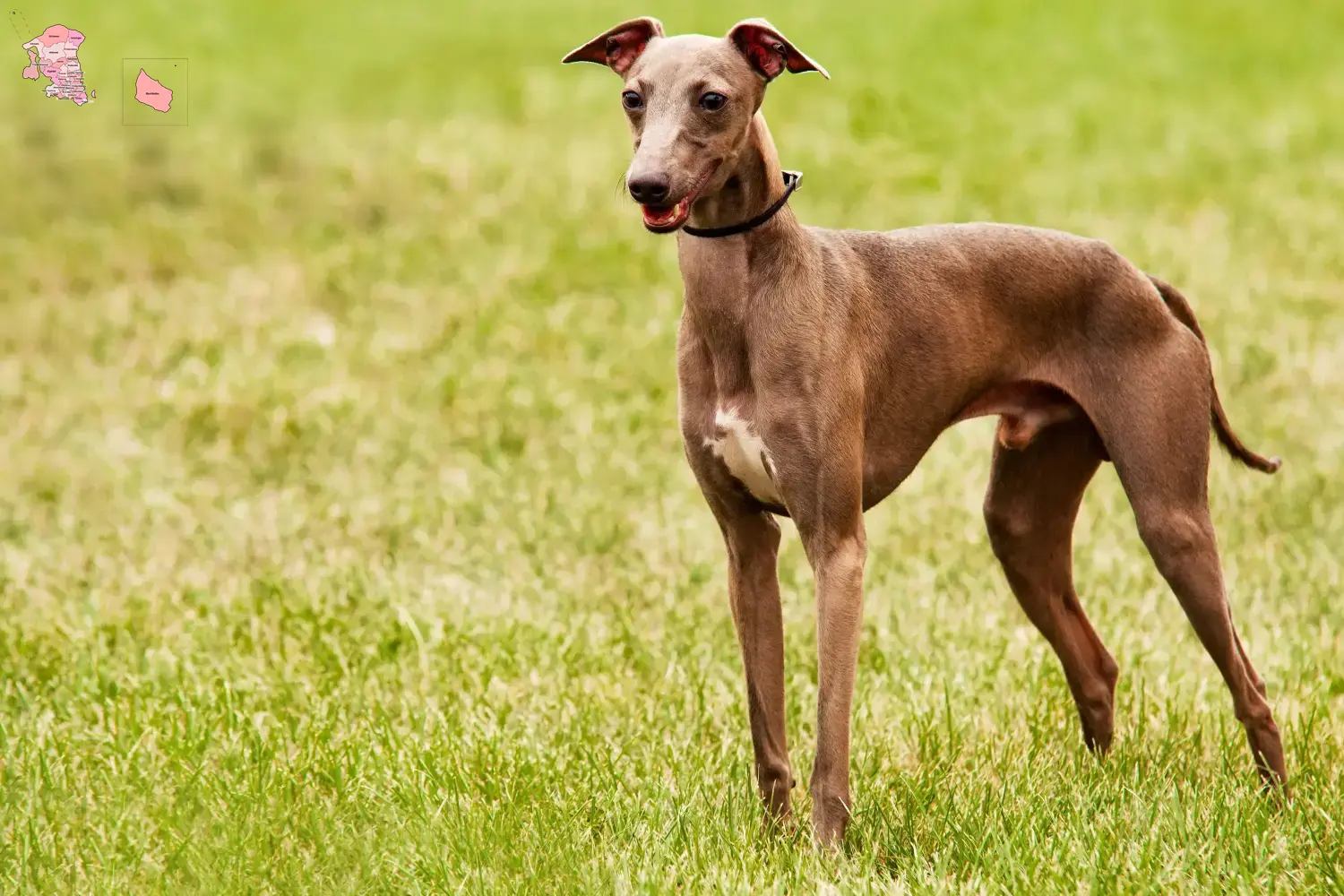 Azawakh puppies and breeder Hovedstaden Here you can find Azawakh breeders in Hovedstaden.