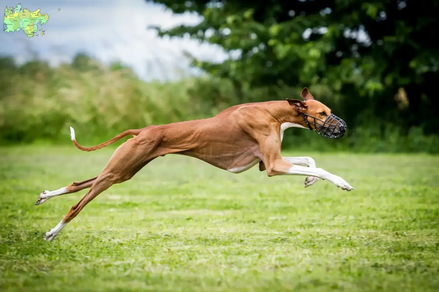 Read more about the article Azawakh breeders and puppies in Midtjylland