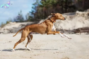 Read more about the article Azawakh breeders and puppies in Nordjylland