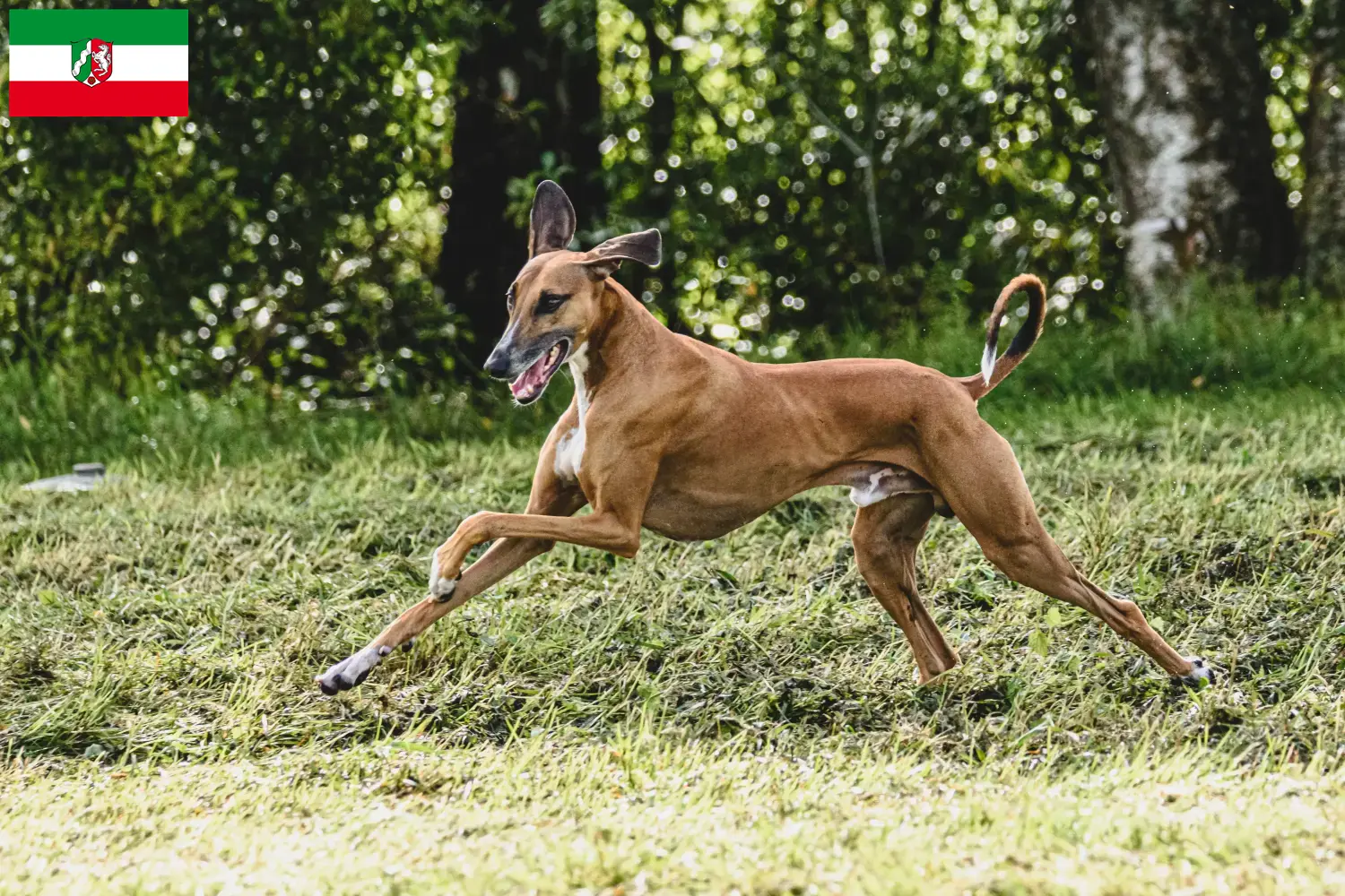 Azawakh puppies and breeders North Rhine-Westphalia Here you can find Azawakh breeders in North Rhine-Westphalia.