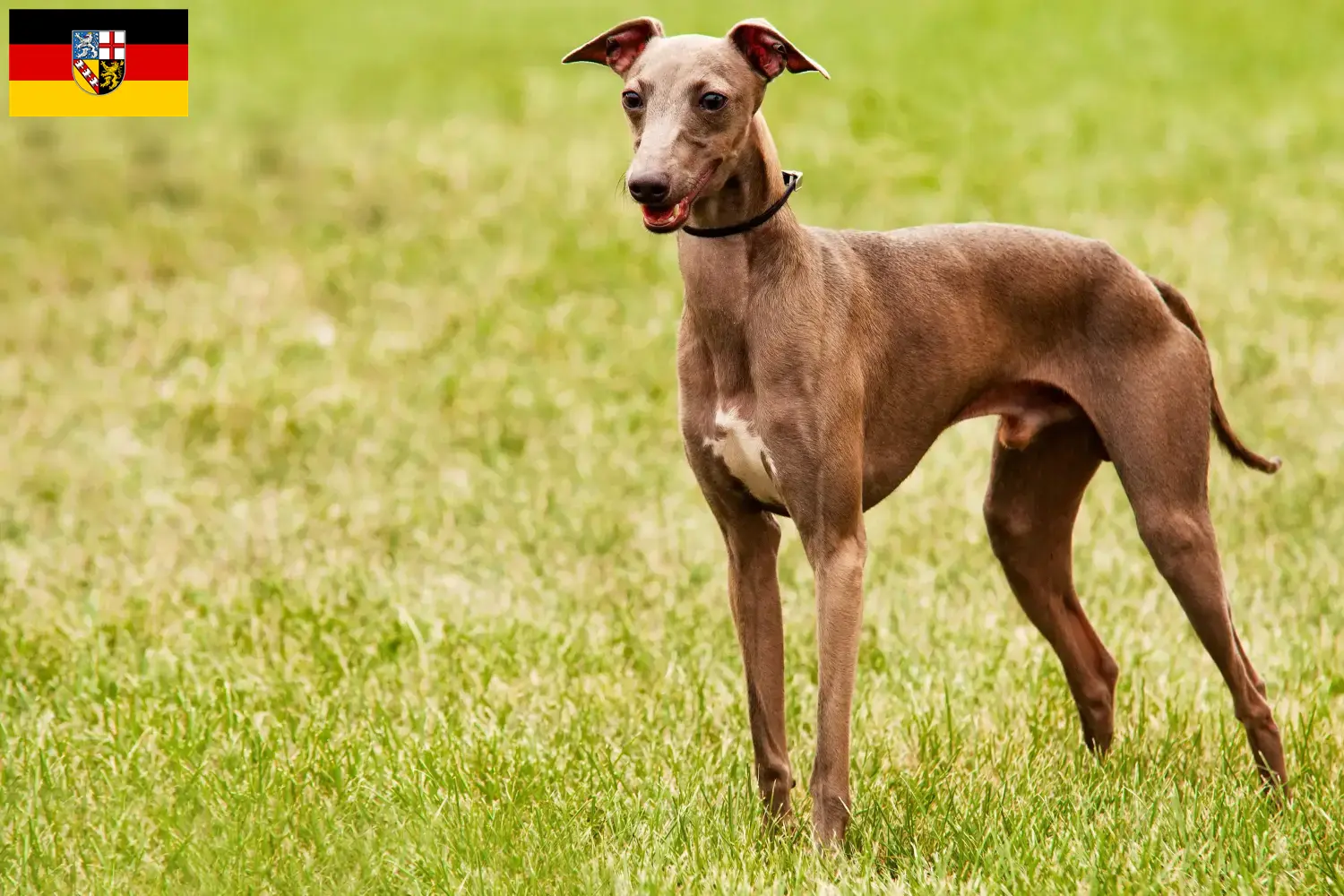 Azawakh puppies and breeders Saarland Here you can find Azawakh breeders im Saarland.
