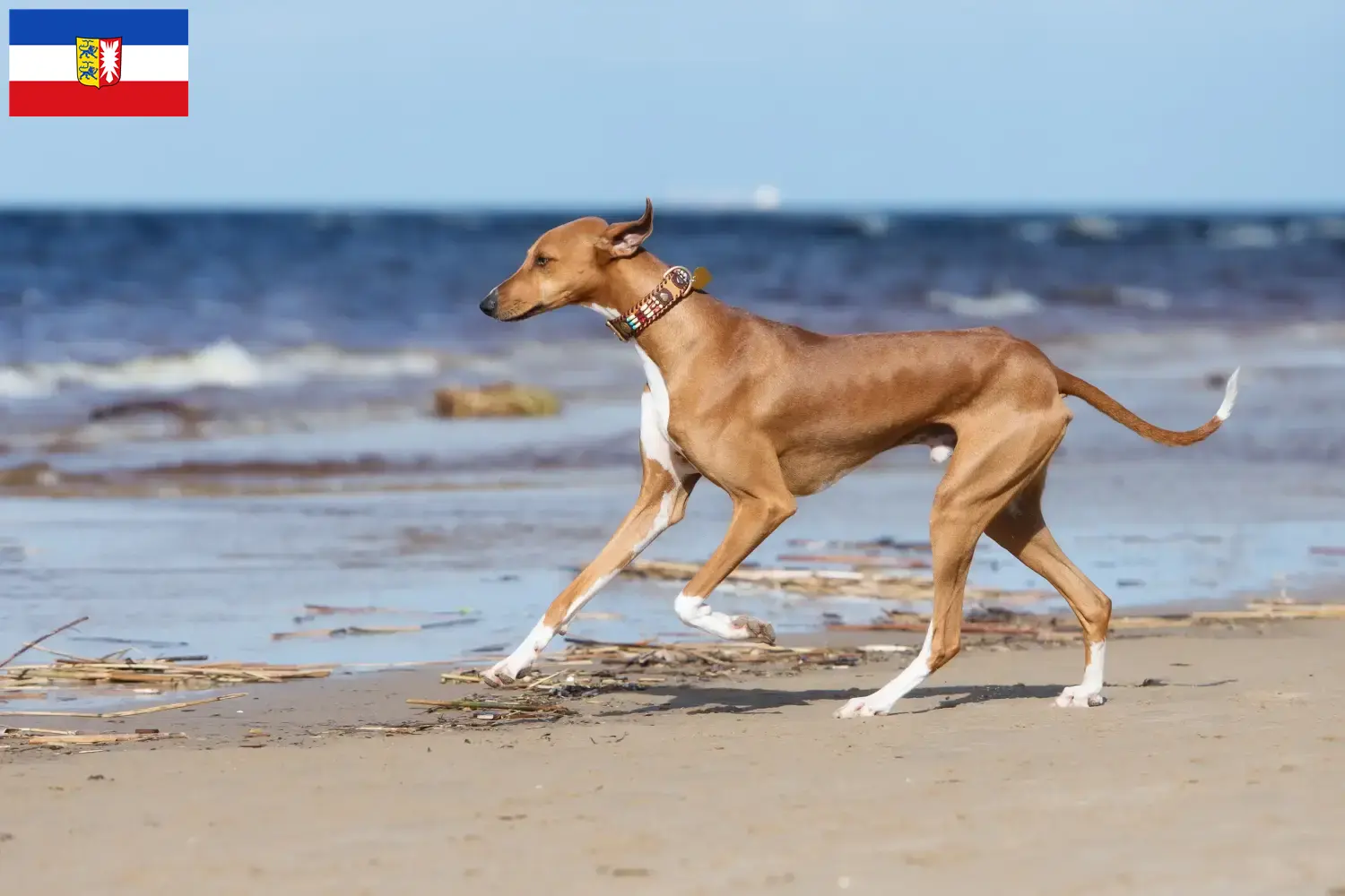 Azawakh puppies and breeders Schleswig-Holstein Here you can find Azawakh breeders in Schleswig-Holstein.