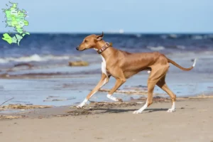 Read more about the article Azawakh breeders and puppies in Sjælland