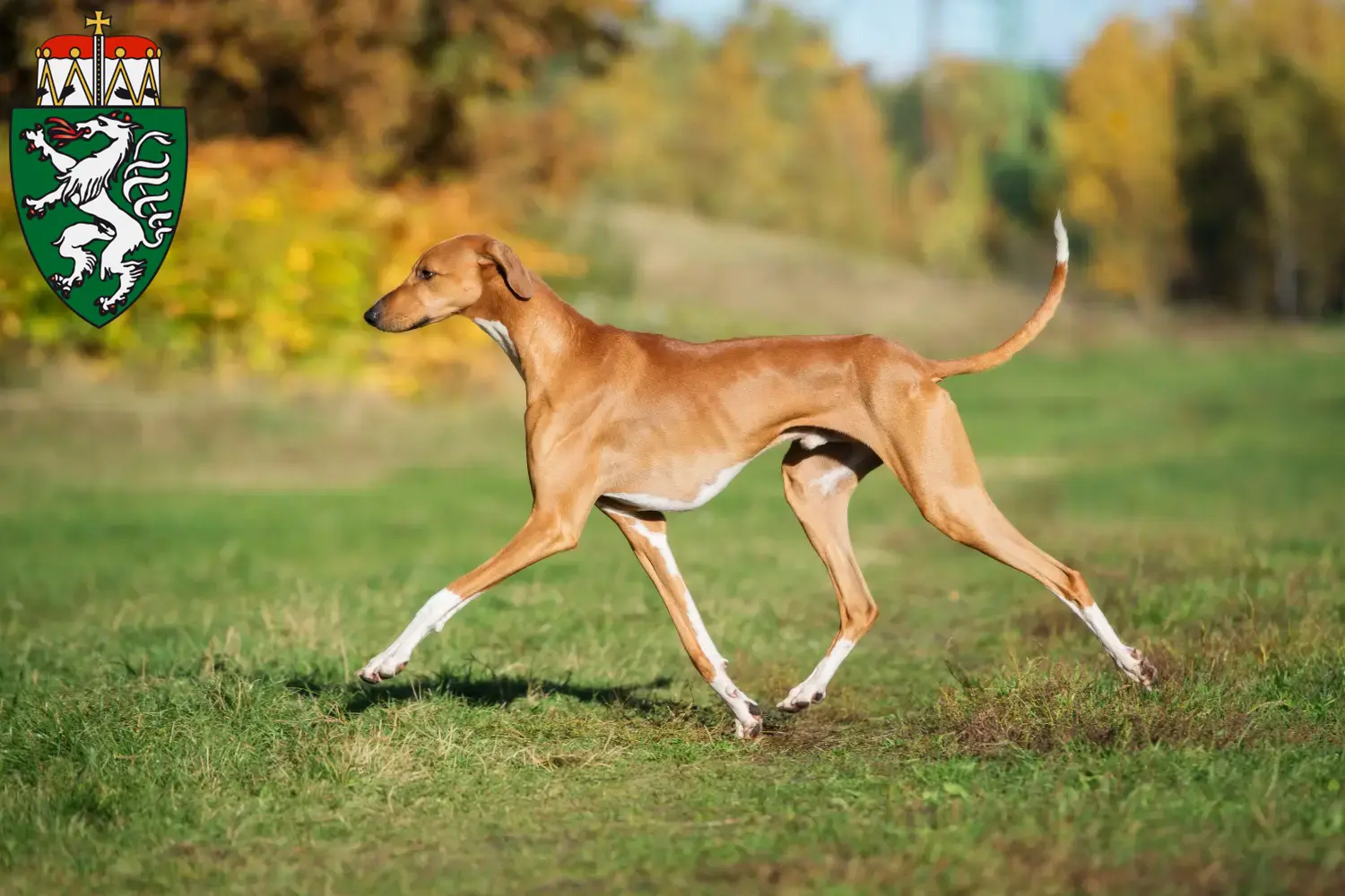 Azawakh puppies and breeders Styria Here you can find Azawakh breeders in Styria.