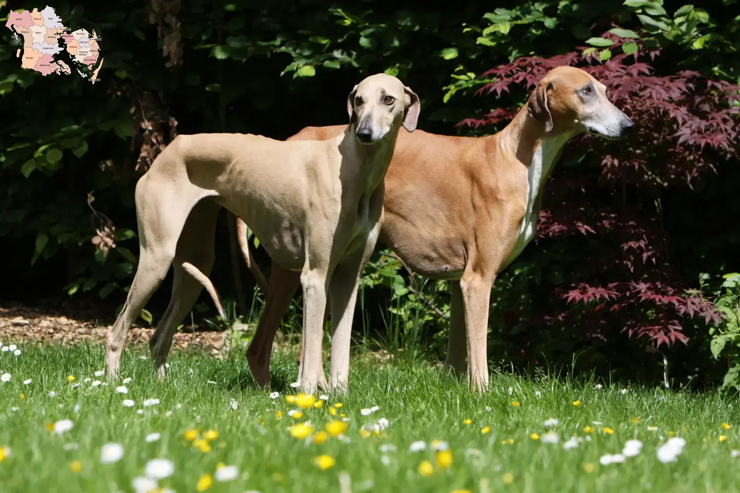 Azawakh puppies and breeders Syddanmark Here you can find Azawakh breeders in Syddanmark.