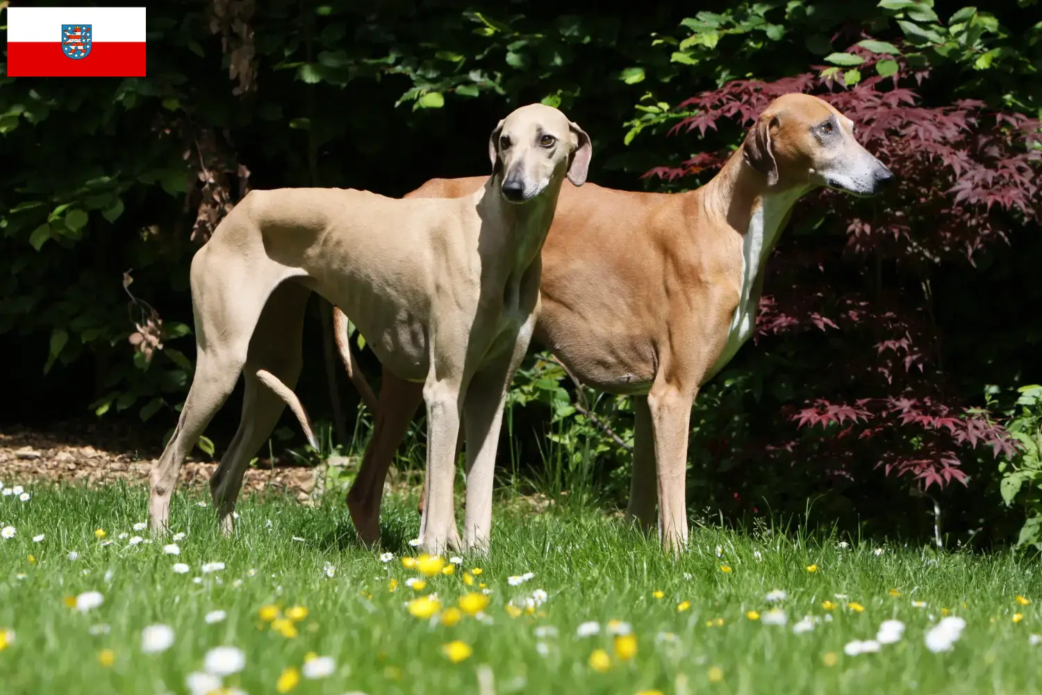 Azawakh puppies and breeders Thuringia Here you can find Azawakh breeders in Thuringia.
