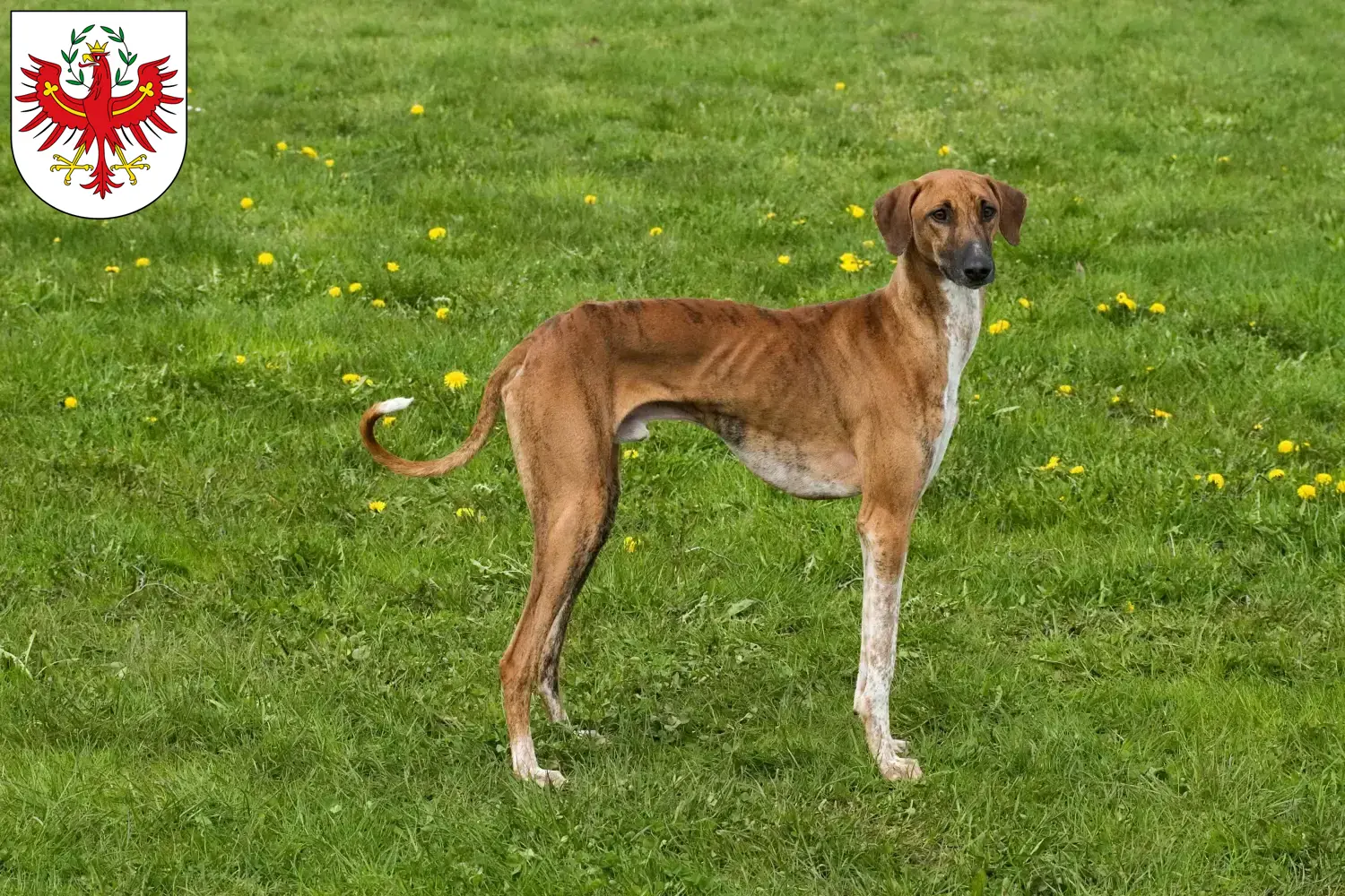 Read more about the article Azawakh breeders and puppies in Tyrol