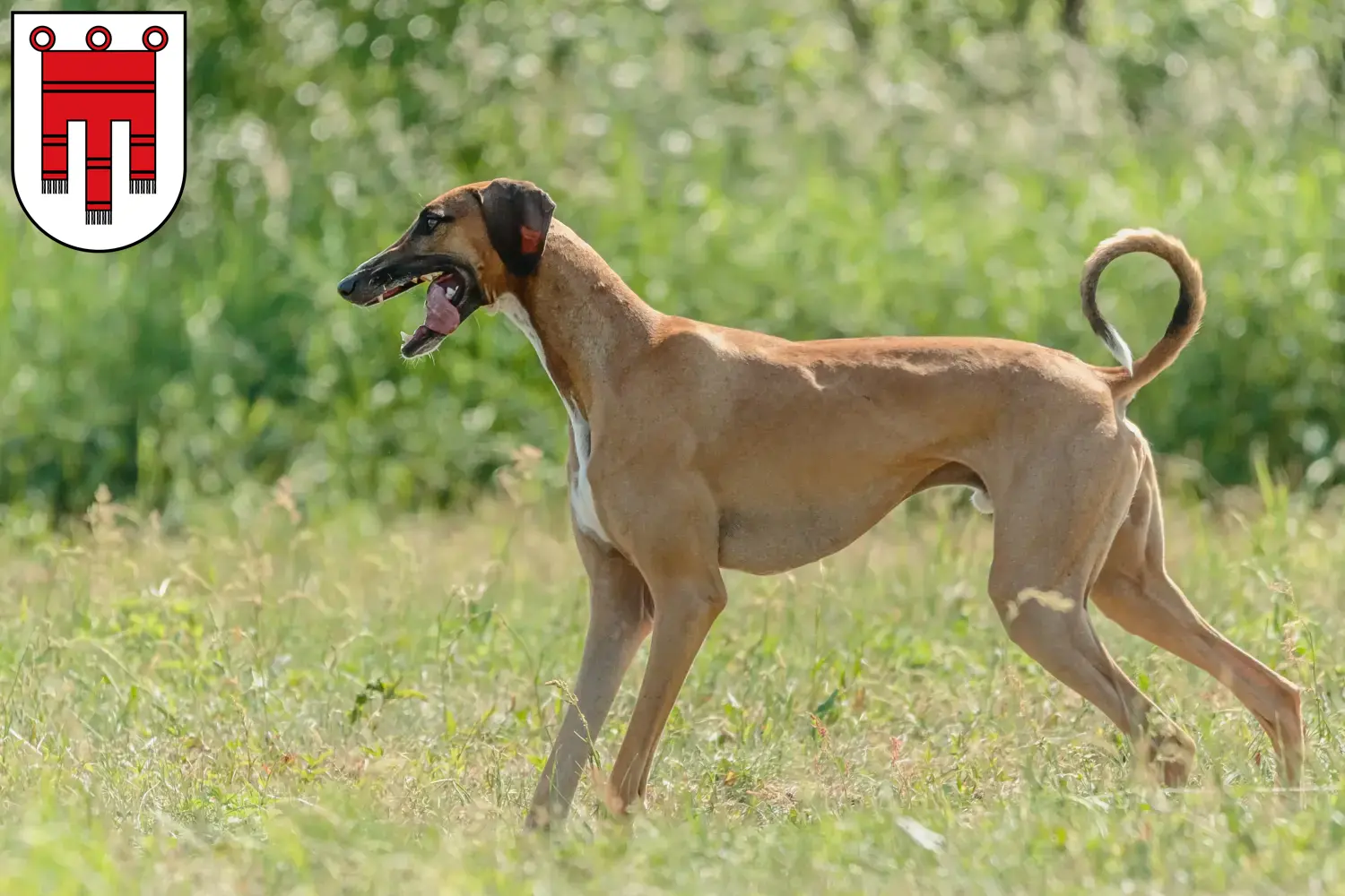 Azawakh puppies and breeders Vorarlberg Here you can find Azawakh breeders in Vorarlberg.