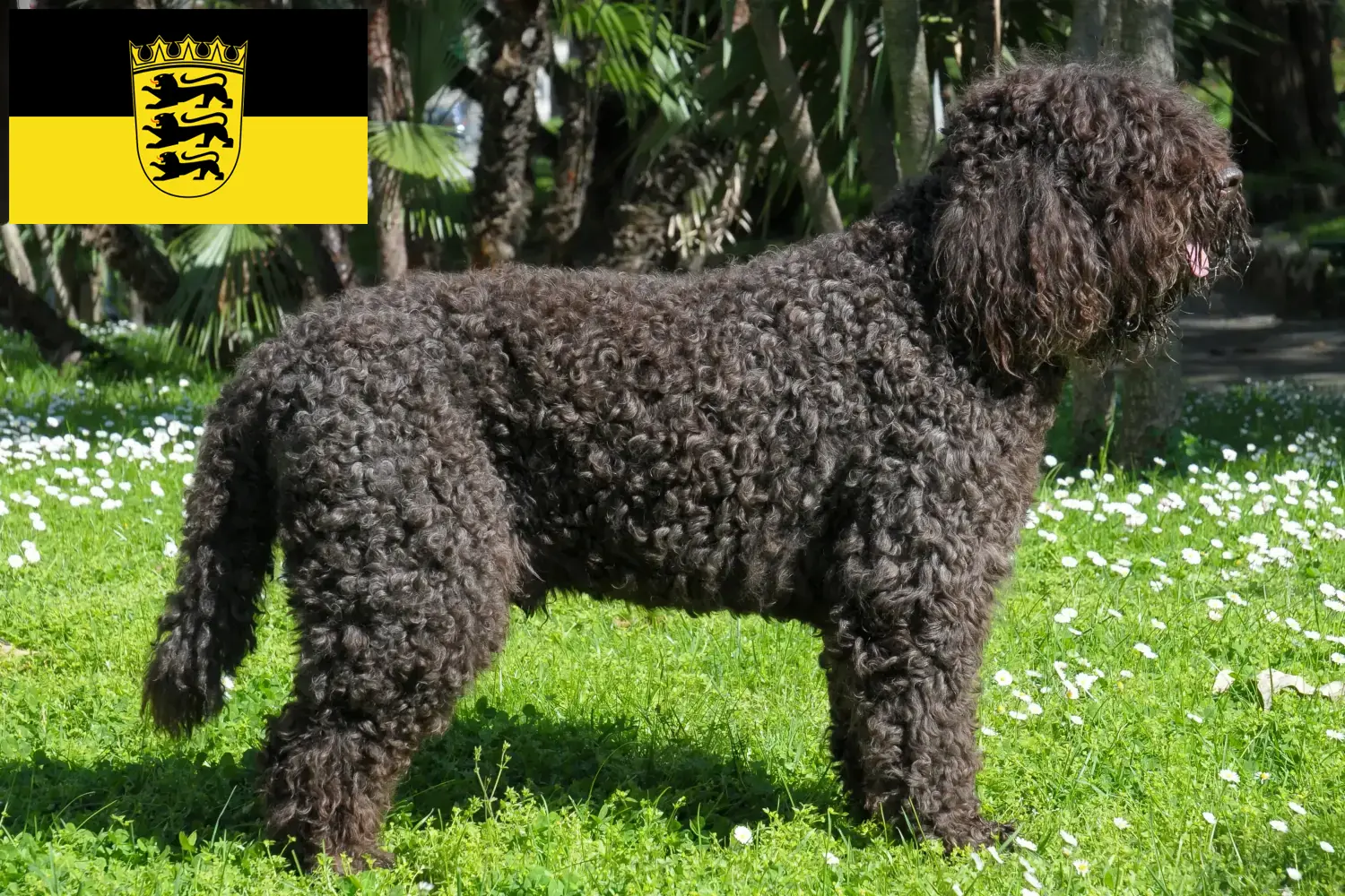 Barbet puppies and breeders Baden-Württemberg Here you can find Barbets breeders in Baden-Württemberg.