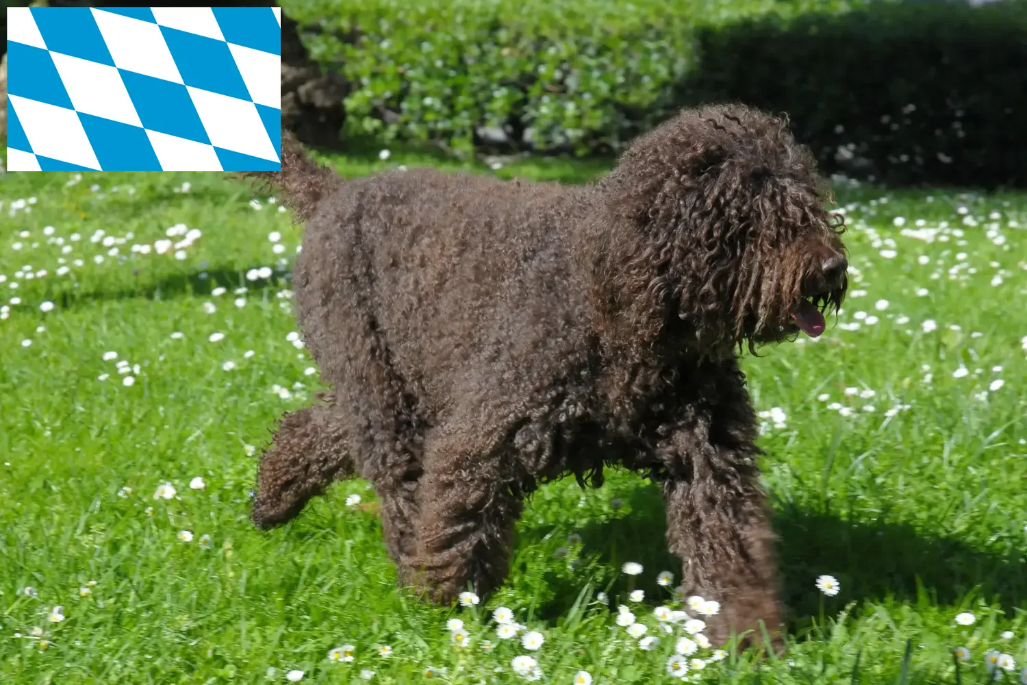Barbet puppies and breeders Bavaria Here you can find Barbets breeders in Bavaria.