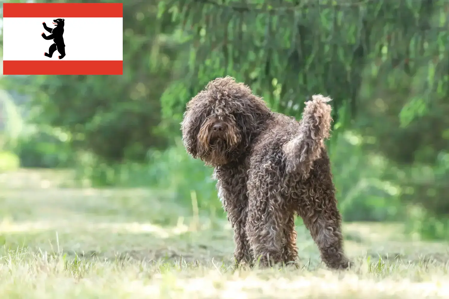 Barbet puppies and breeders Berlin Here you can find Barbets breeders in Berlin.