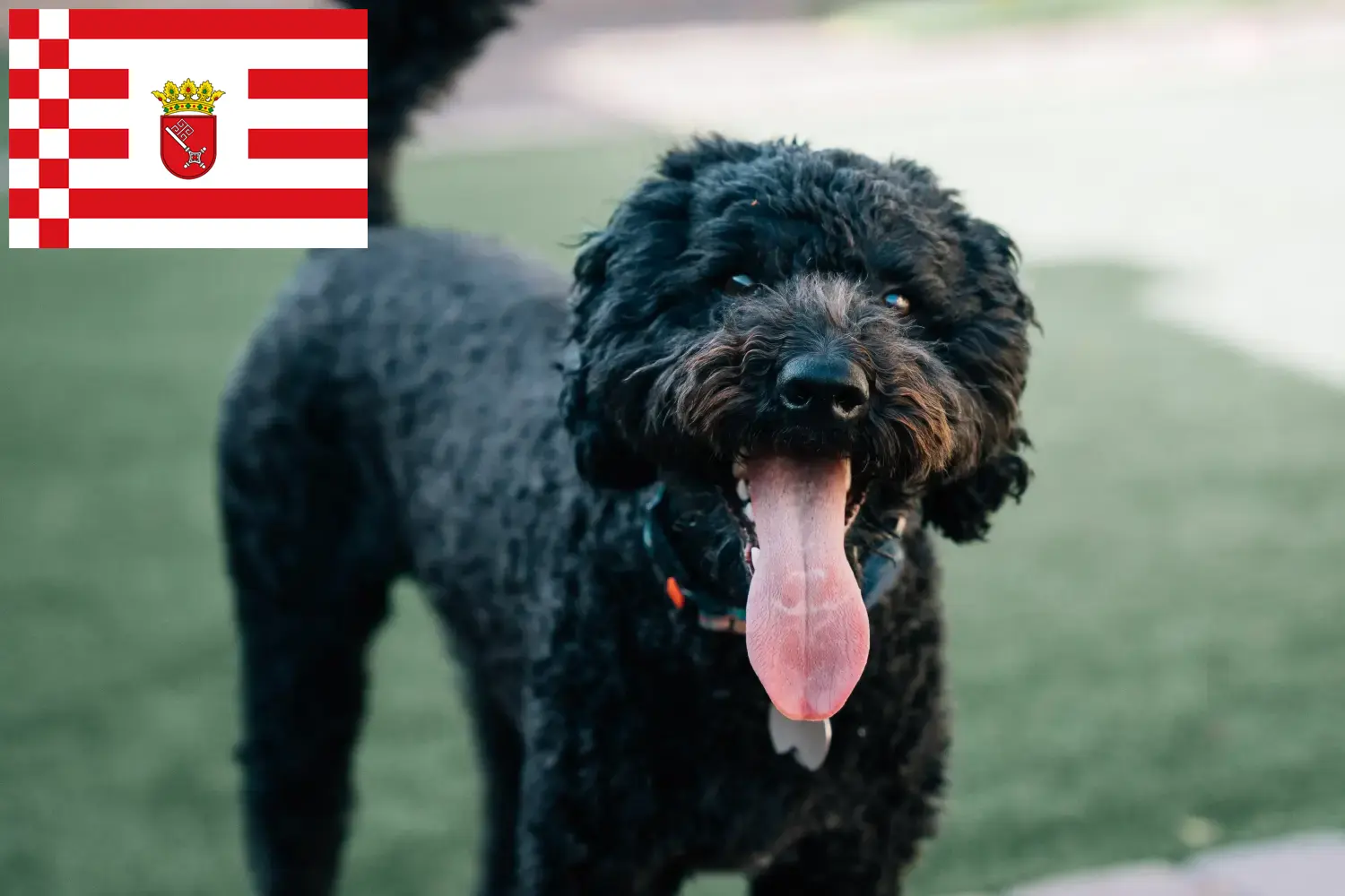 Barbet puppies and breeders Bremen Here you can find Barbets breeders in Bremen.