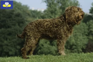 Read more about the article Barbet breeders and puppies in Brussels-Capital Region
